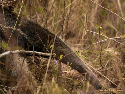 Giant Anteater