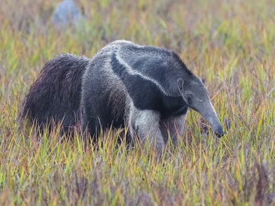 Giant anteater