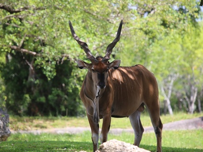 Giant Eland