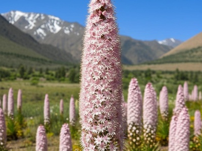 Giant Foxtail Lily