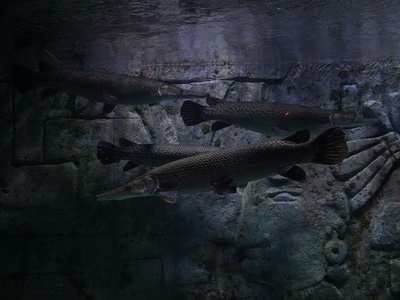Giant freshwater prawn