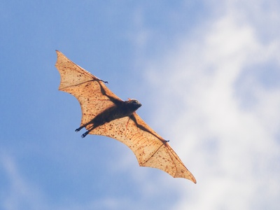 Giant Golden-crowned Flying Fox