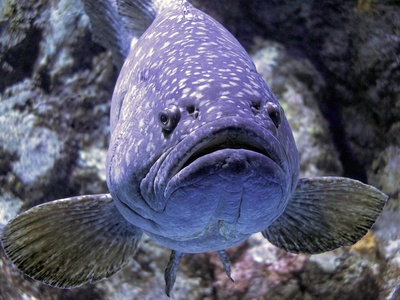 Giant grouper