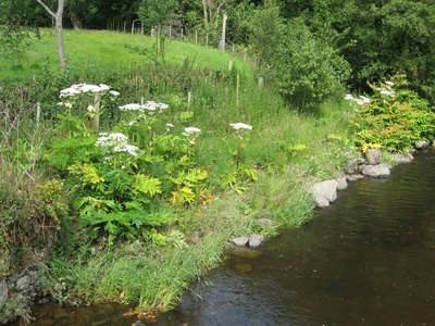 Giant hogweed