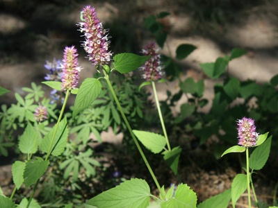 Giant hyssop