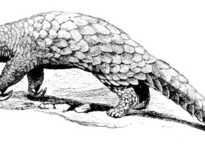 Giant Pangolin