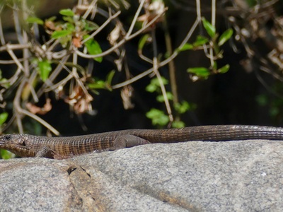 Giant Plated Lizard