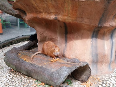 Giant Pouched Rat