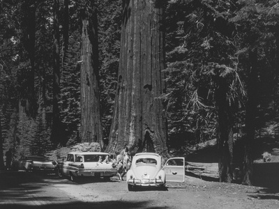 Giant Sequoia