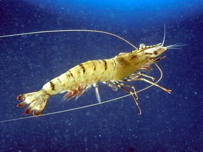 Giant tiger prawn