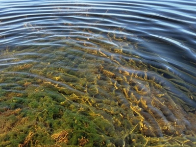 Giant Water-moss