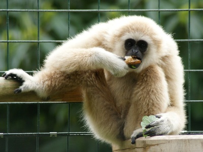 Gibbon, Lar