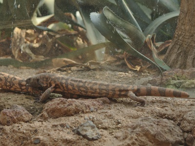 Gila monster