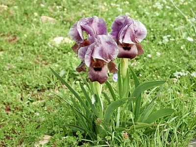 Gilboa Iris