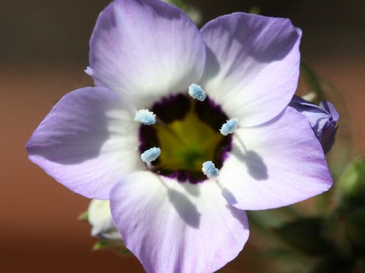 Gilia