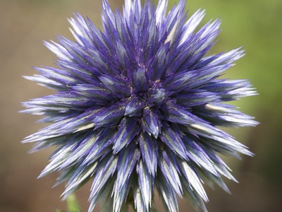 Glandular Globe Thistle