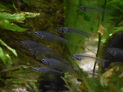 Glass catfish