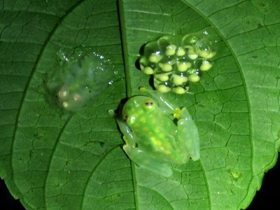Glass frog (reticulated)