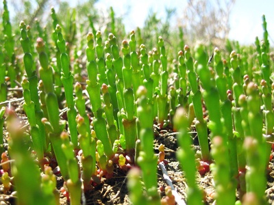Glasswort