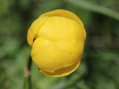Globe-flower