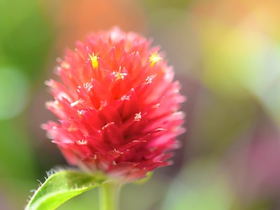 Globe amaranth