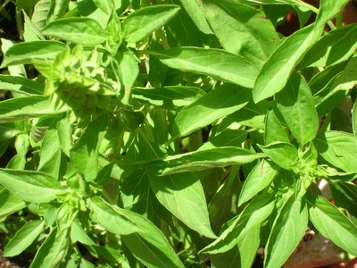 Globe Basil