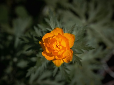 Globe flower