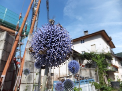 Globe thistle