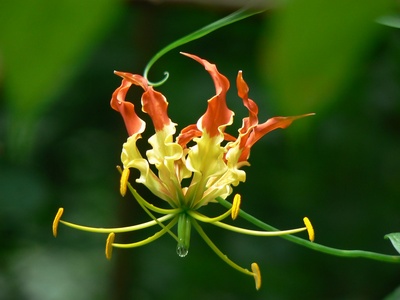 Gloriosa (Glory lily)