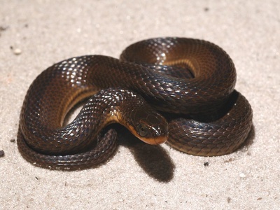 Glossy Crayfish Snake