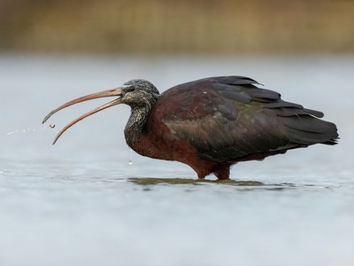 Glossy Ibis
