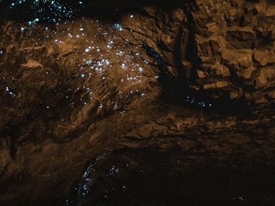 Glow-worm