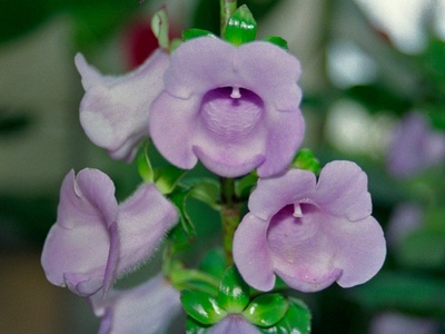 Gloxinia