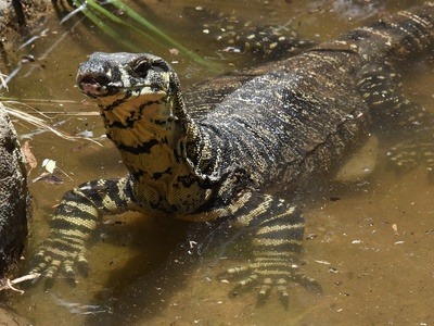 Goanna