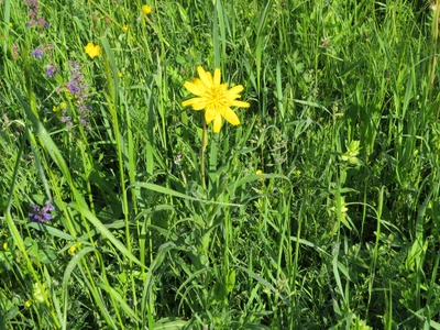 Goatsbeard