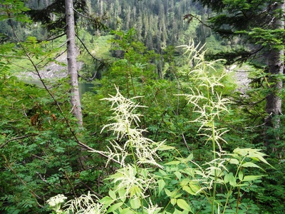 Goatsbeard