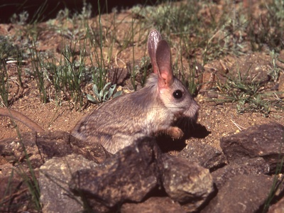 Gobi Jerboa