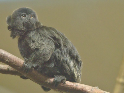 Goeldi's Marmoset