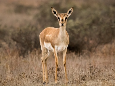 Goitered gazelle