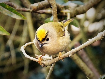 Goldcrest
