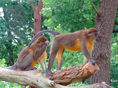 Golden-bellied Mangabey