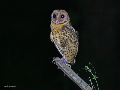 Golden-masked Owl