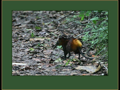 Golden-rumped Sengi