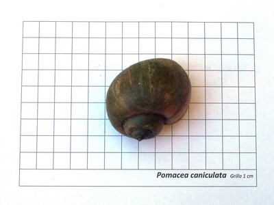 Golden apple snail