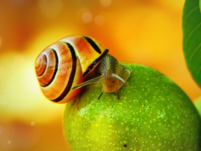 Golden apple snail