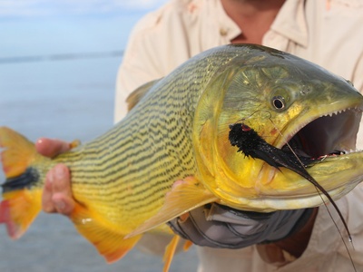 Golden dorado