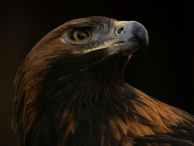 Golden Eagle