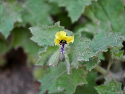 Golden Henbane