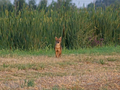 Golden jackal