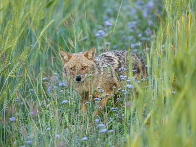 Golden Jackal